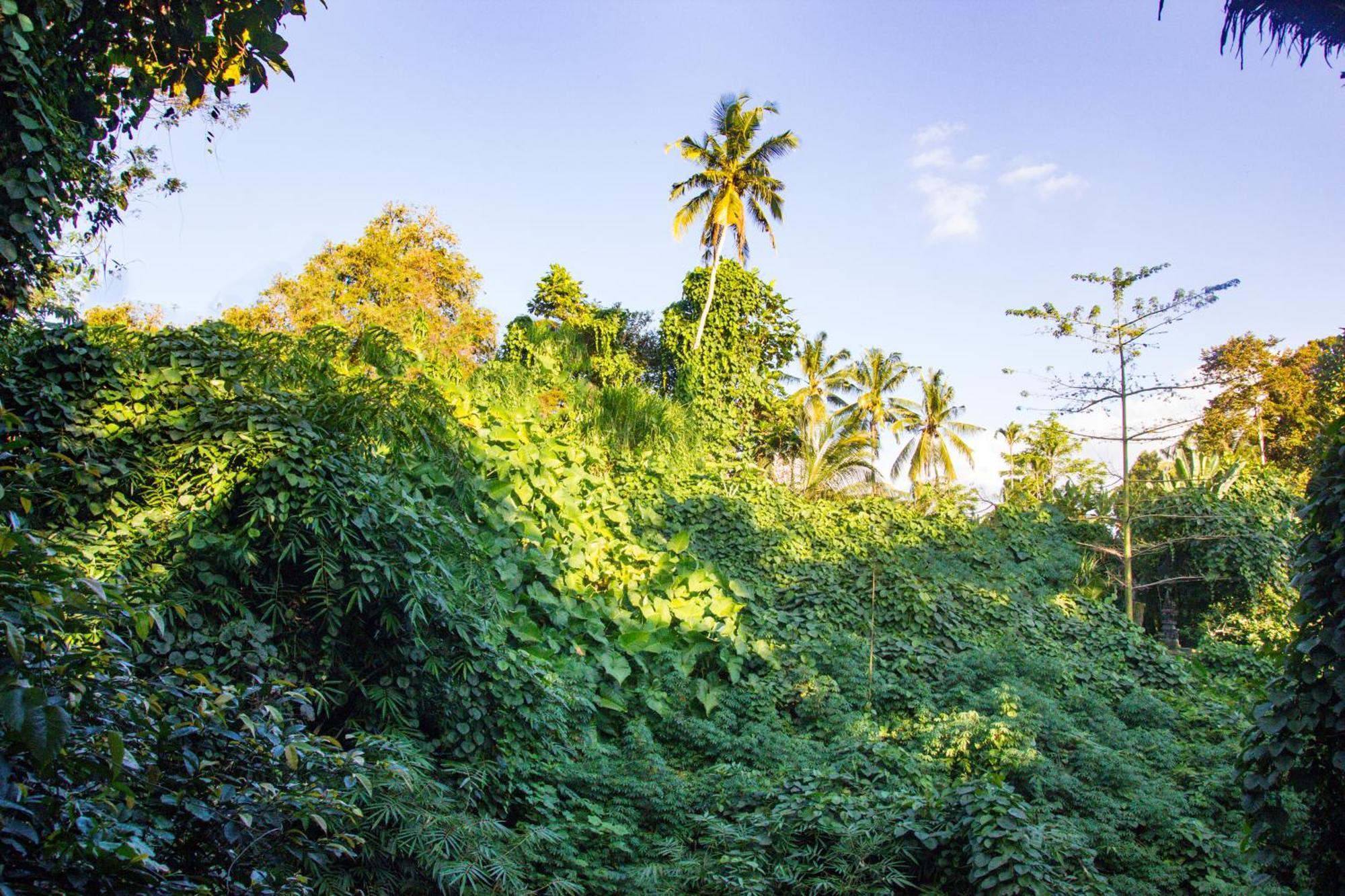 Parvati Retreat Frühstückspension Ubud